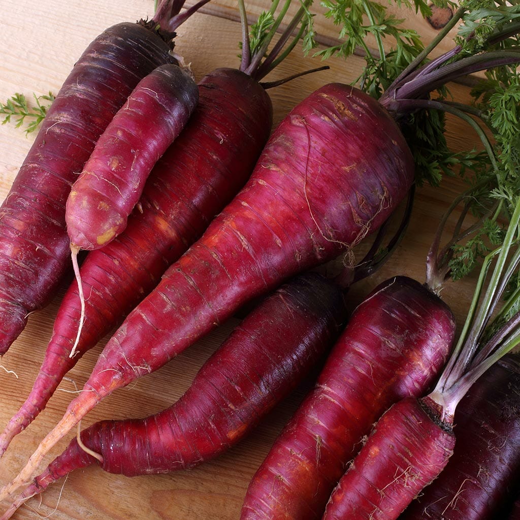 CARROT - Purple Dragon - Daucus carota