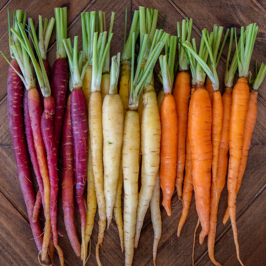 CARROT - Rainbow Mix - Daucus carota