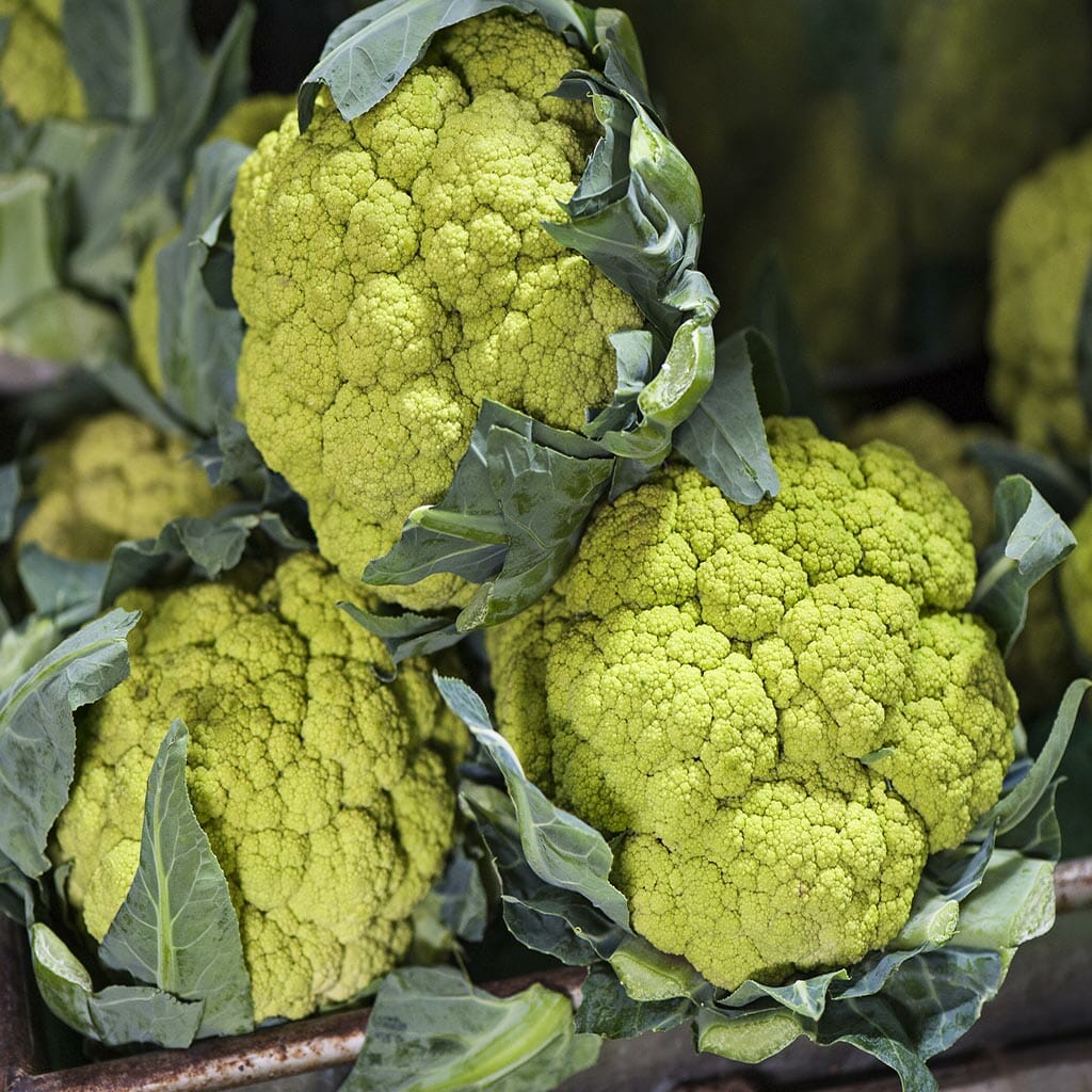 CAULIFLOWER - Macerata Green - Brassica oleracea var. botrytis
