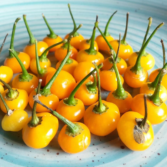 CHILLI PEPPER - Aji Charapita - Capsicum chinensis