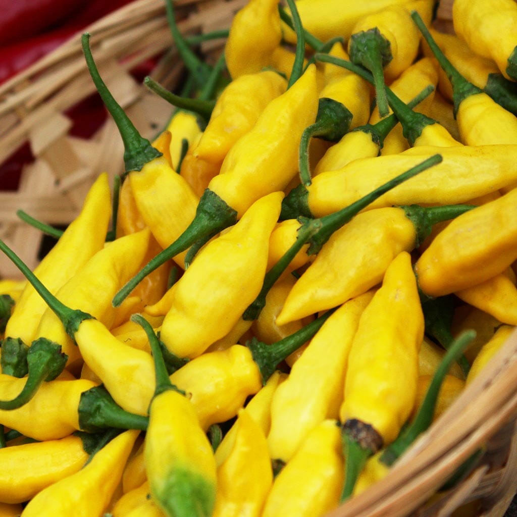 CHILLI PEPPER - Aji Limon - Capsicum chinensis
