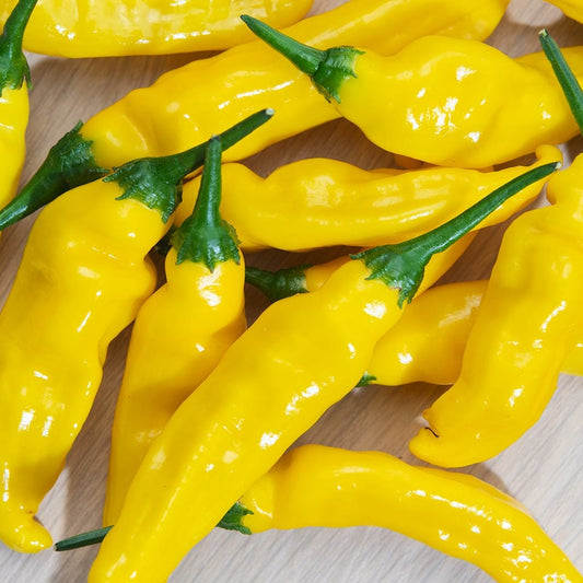 CHILLI PEPPER - Aji Pineapple  - Capsicum baccatum
