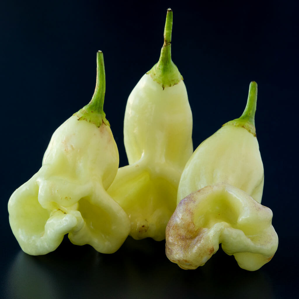 CHILLI PEPPER - Aji White Fantasy - Capsicum baccatum