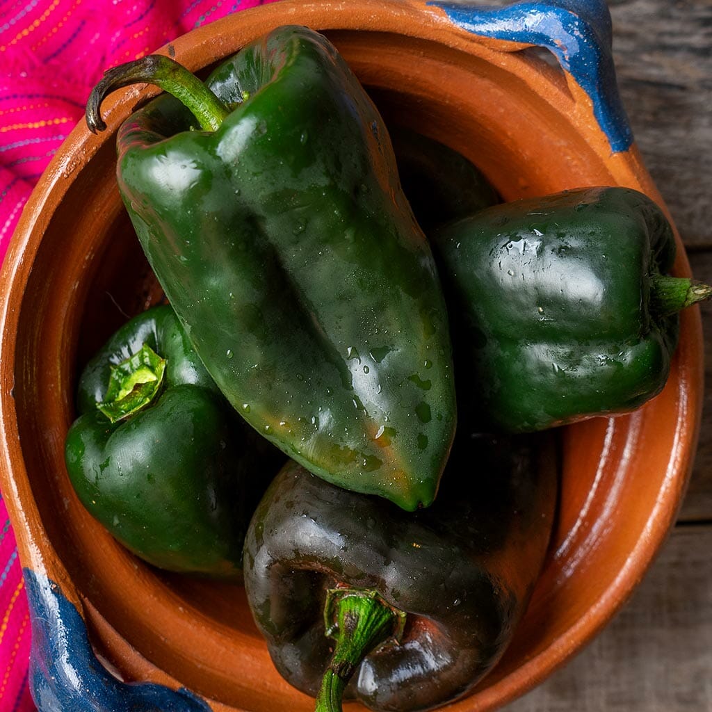 CHILLI PEPPER - Ancho Poblano  - Capsicum annuum