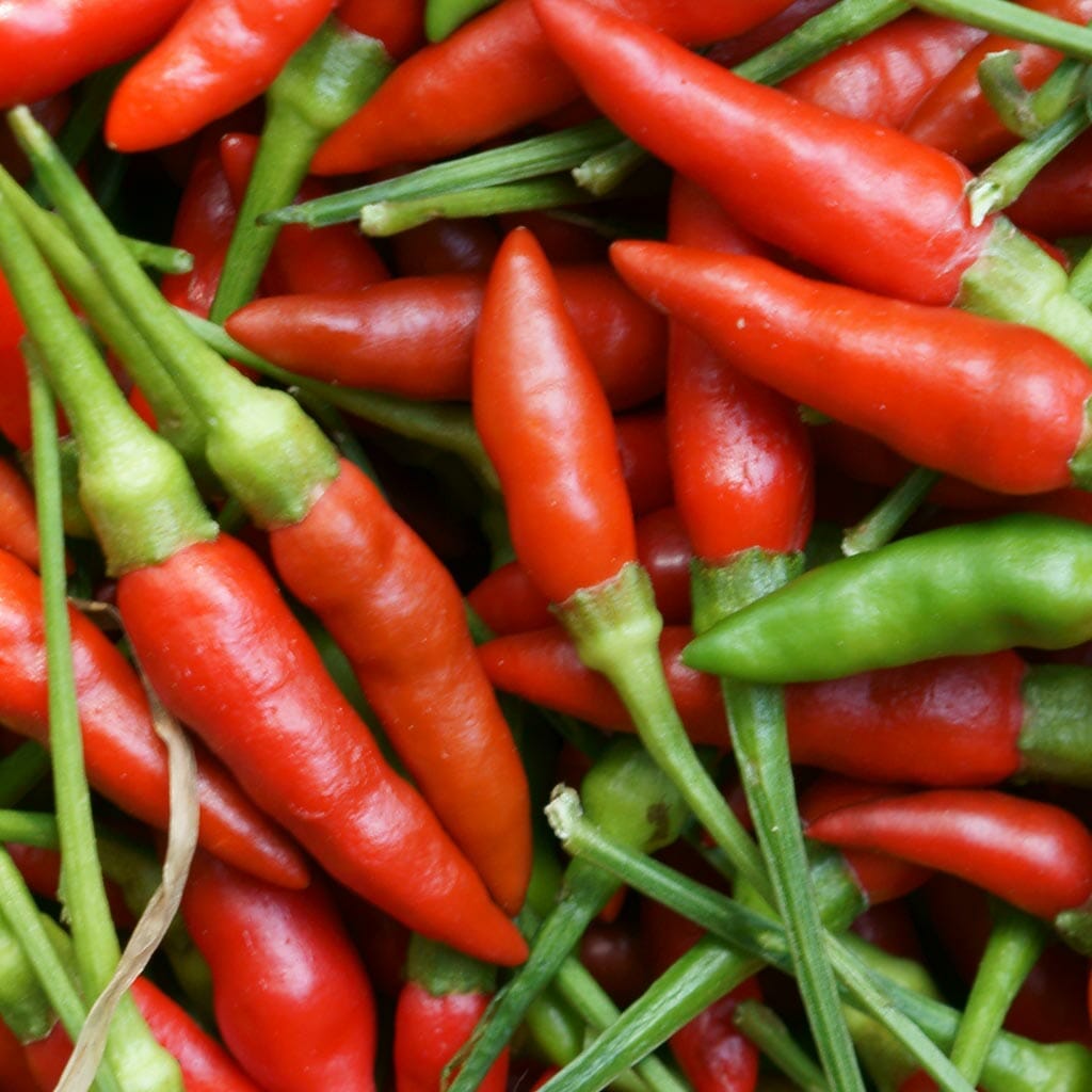 CHILLI PEPPER - Birdseye Thai - Capsicum annuum