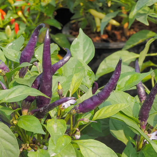 CHILLI PEPPER - Cayenne Lilac  - Capsicum annuum