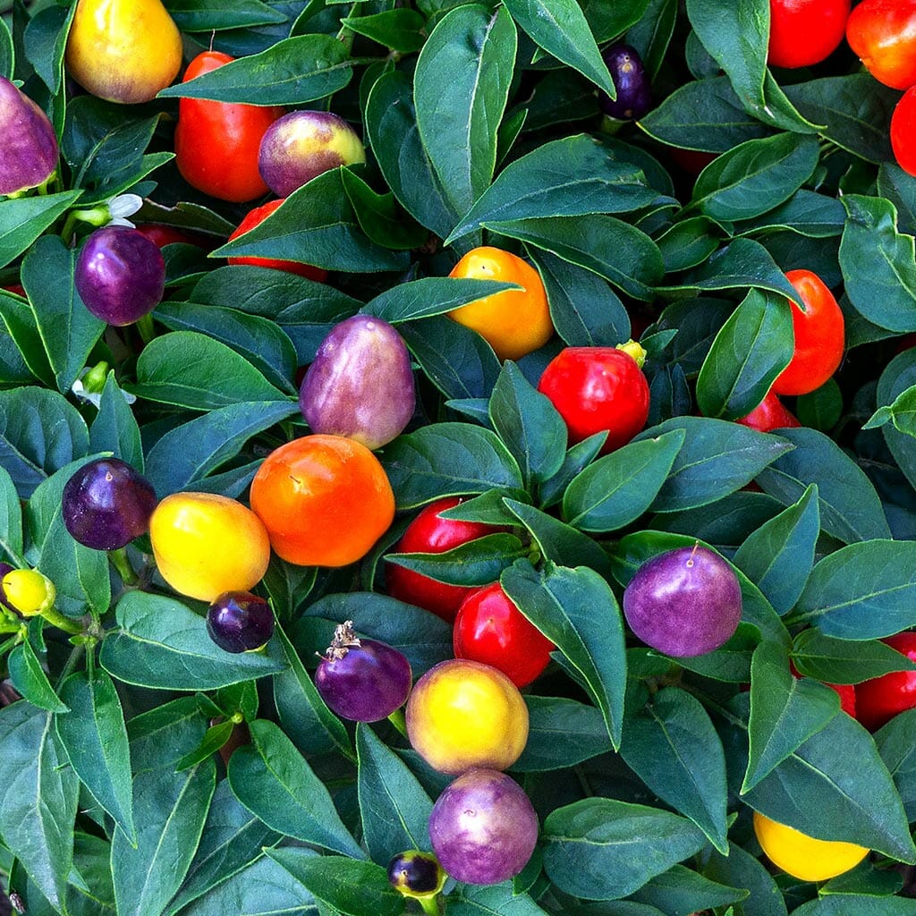 CHILLI PEPPER - Firecracker  - Capsicum annuum