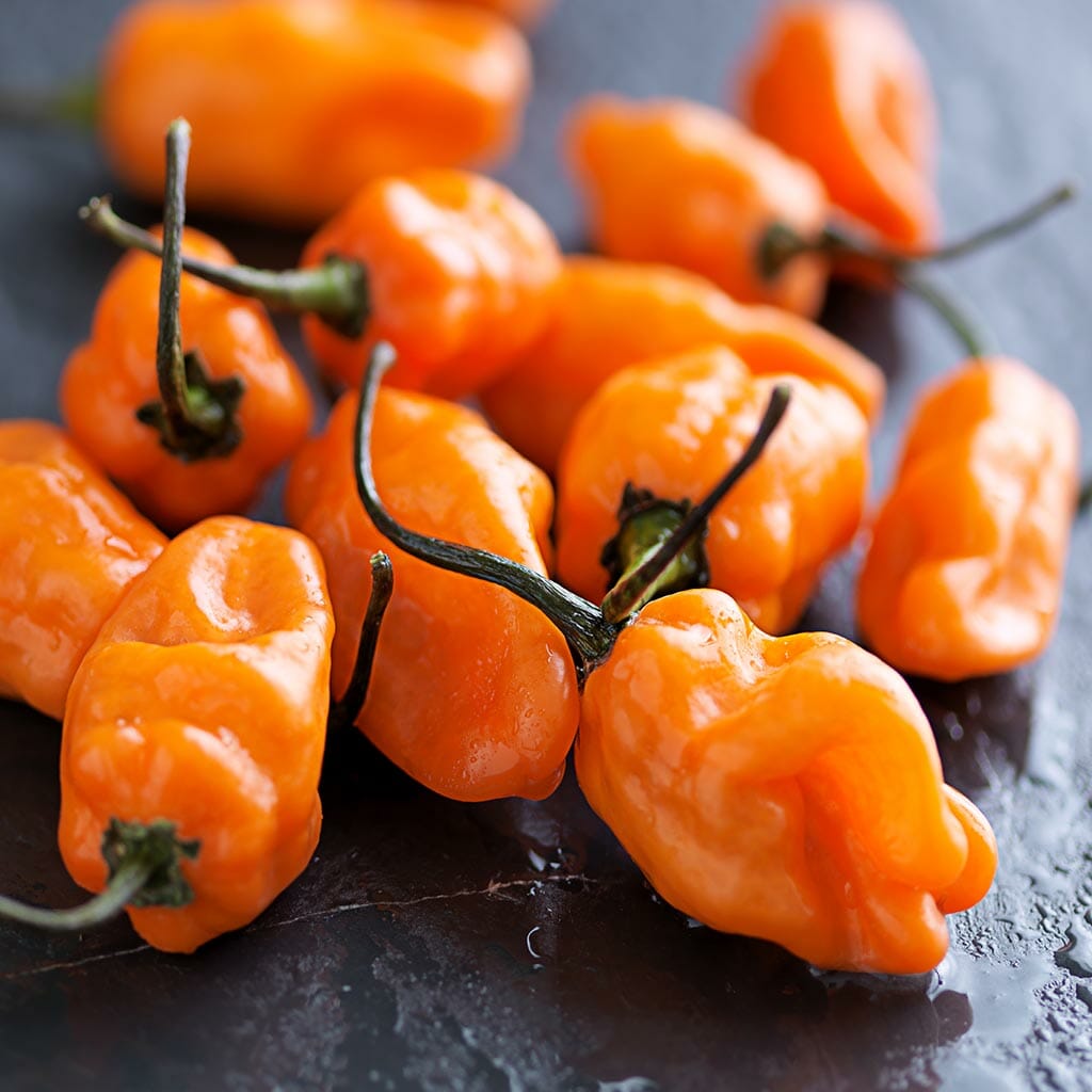 CHILLI PEPPER - Habanero Orange - Capsicum chinensis