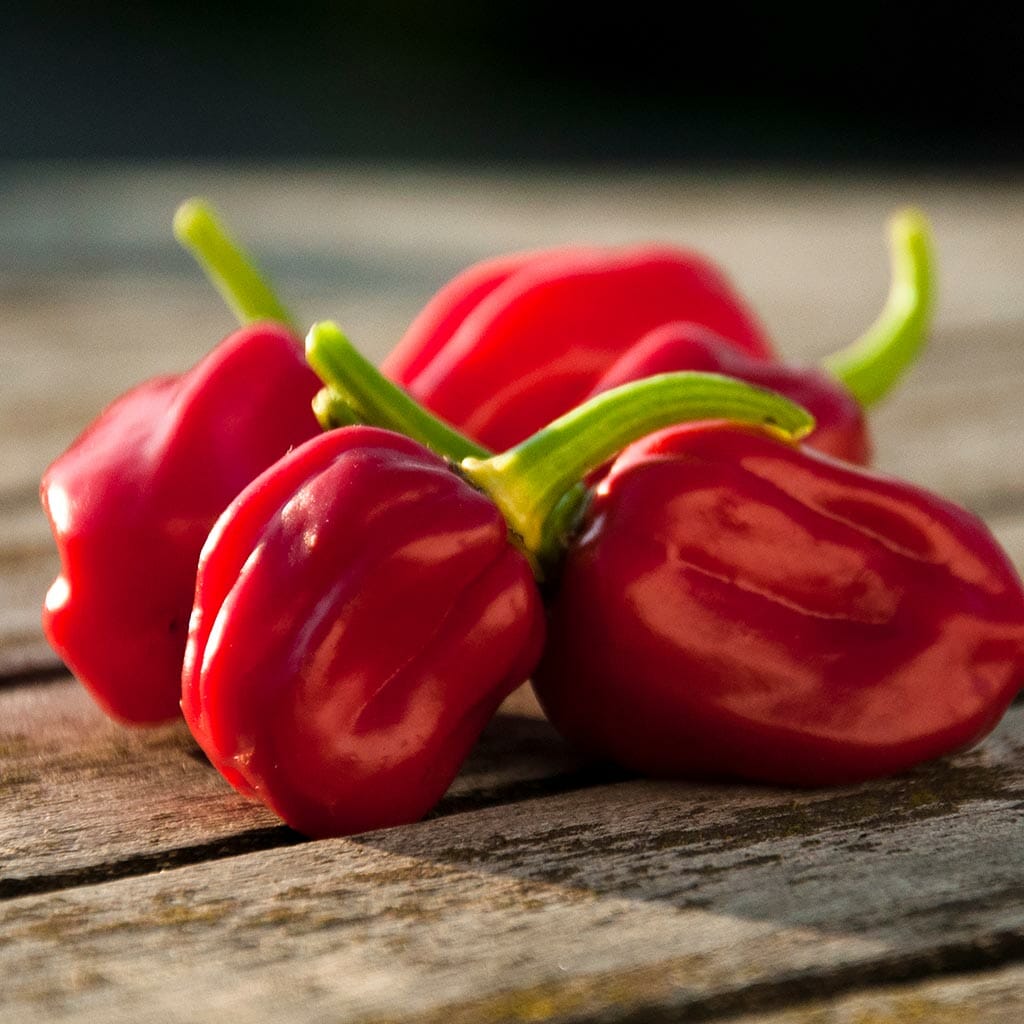 CHILLI PEPPER - Habanero Red  - Capsicum chinensis