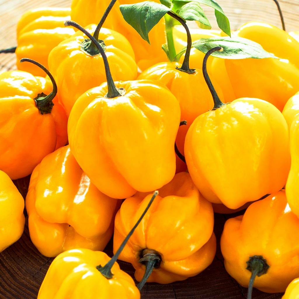 CHILLI PEPPER - Habanero Yellow  - Capsicum chinensis