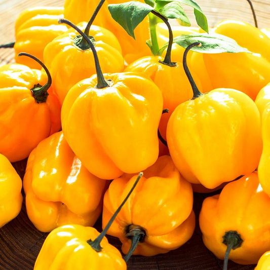 CHILLI PEPPER - Habanero Yellow - Capsicum chinensis