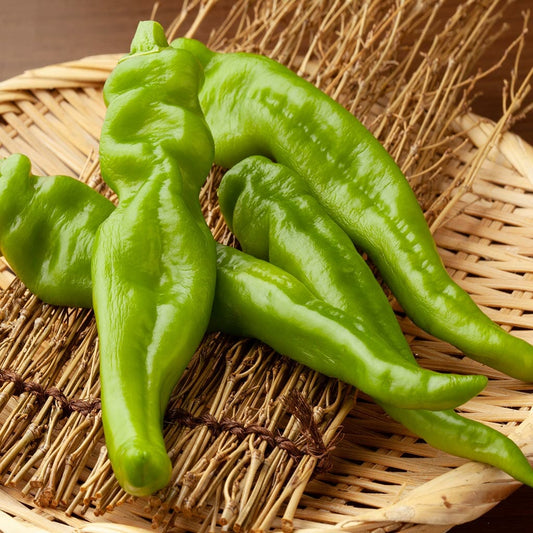 CHILLI PEPPER - Manganji - Capsicum chinensis