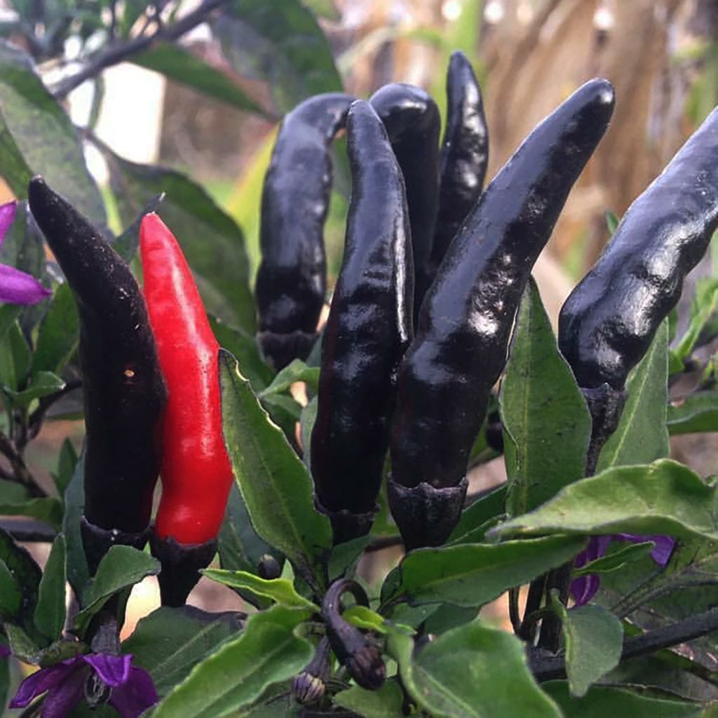 CHILLI PEPPER - Maui Purple  - Capsicum annuum x frutescens