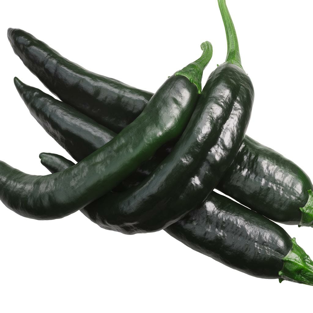 CHILLI PEPPER - Pasilla Bajio - Capsicum annuum
