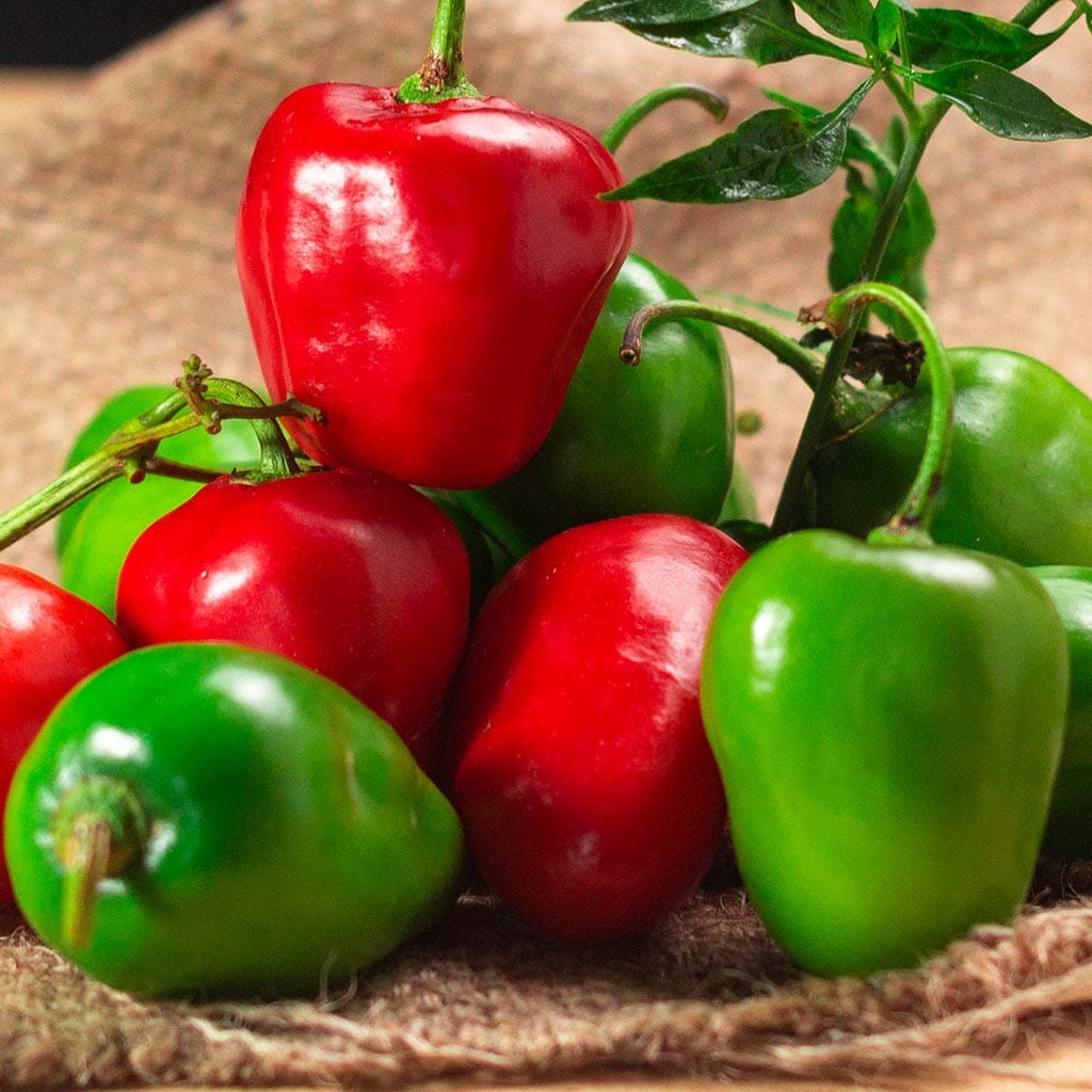 CHILLI PEPPER - Rocoto Tree - Capsicum pubescens