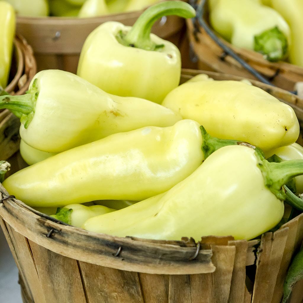 CHILLI PEPPER - Santa Fe Grande  - Capsicum annuum