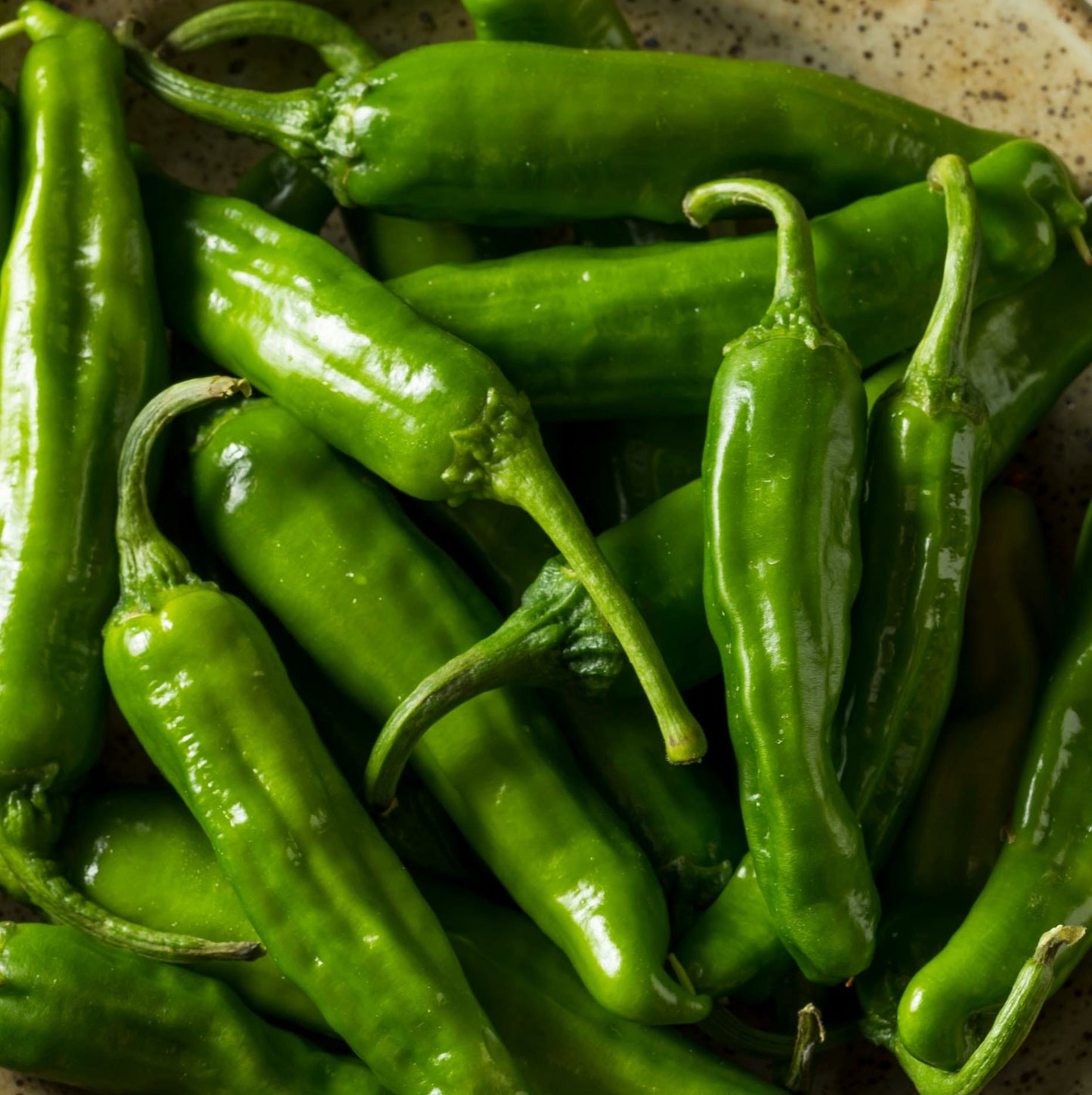 CHILLI PEPPER - Shishito - Capsicum chinensis