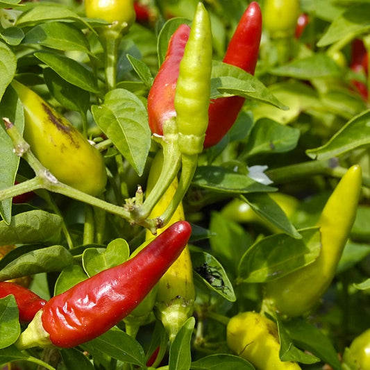 CHILLI PEPPER - Tobasco  - Capsicum frutescens