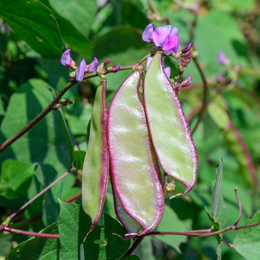 CLIMBING BEAN - Lablab  - Lablab purpureus