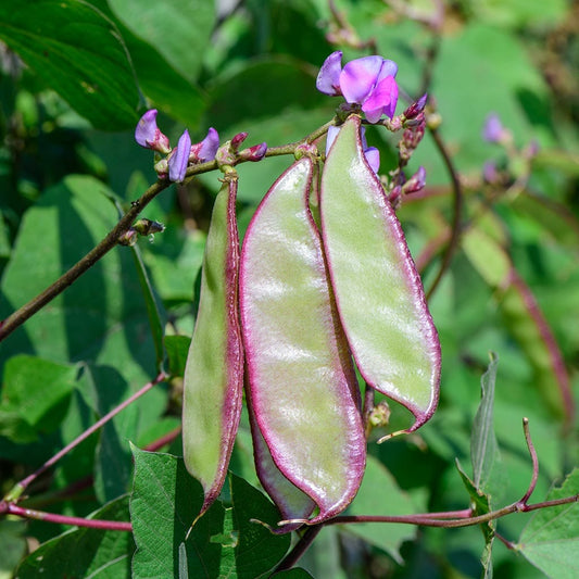 CLIMBING BEAN - Lablab - Lablab purpureus