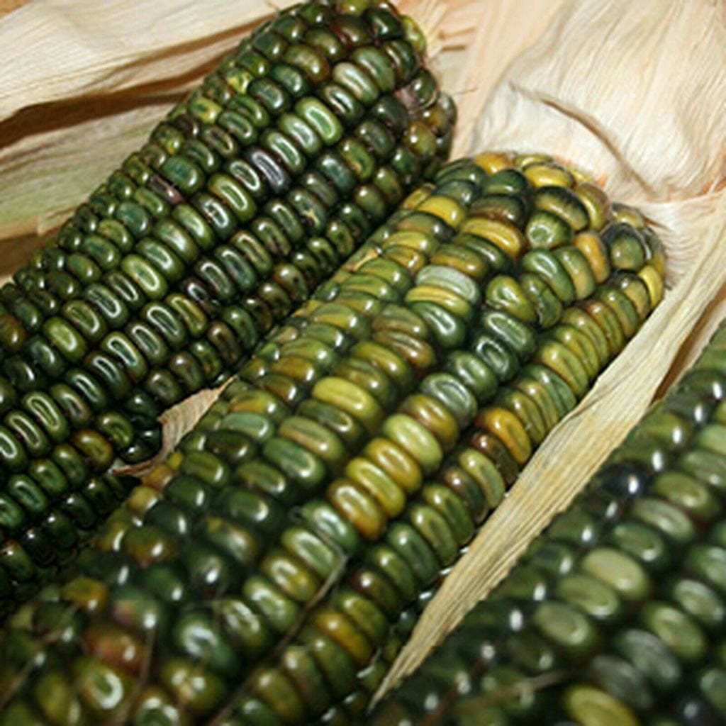 CORN - Oaxacan Green  - Zea mays