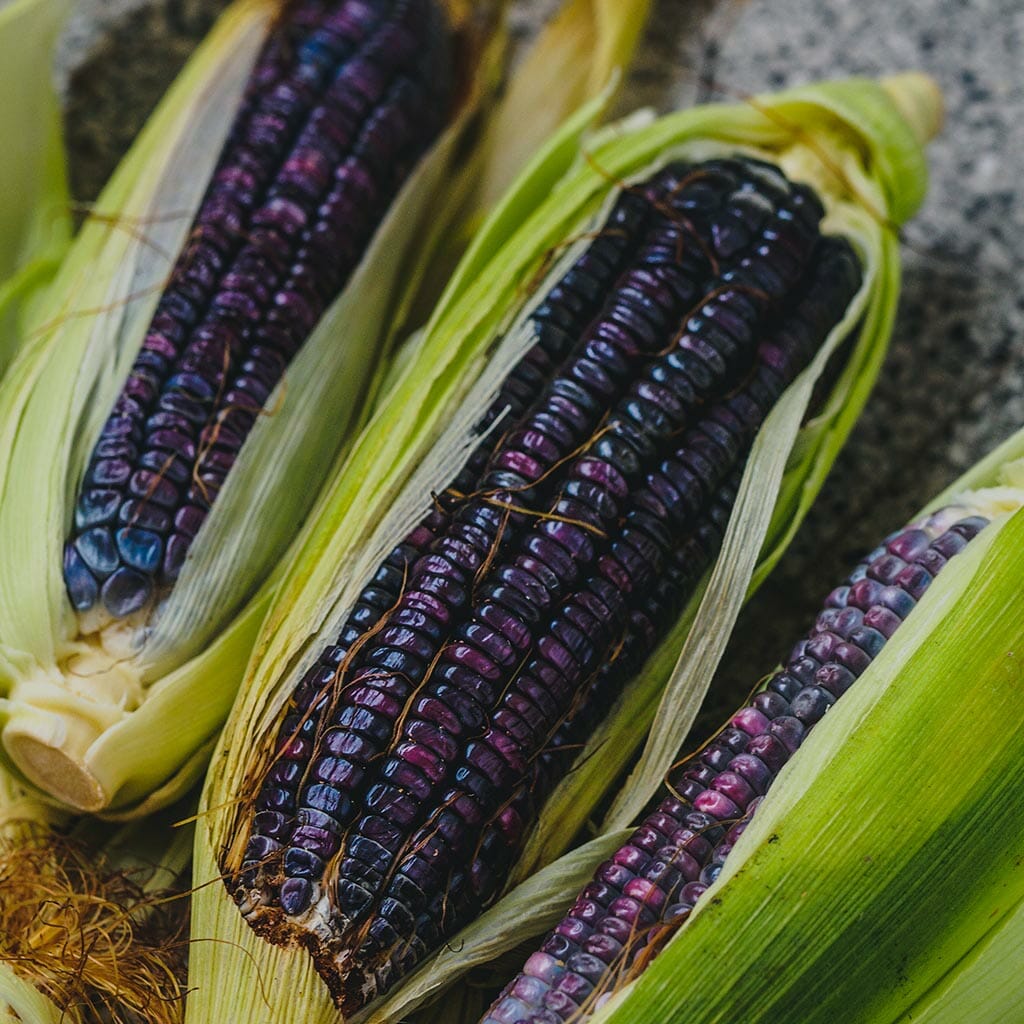 CORN/MAIZE - Blue Hopi  - Zea mays