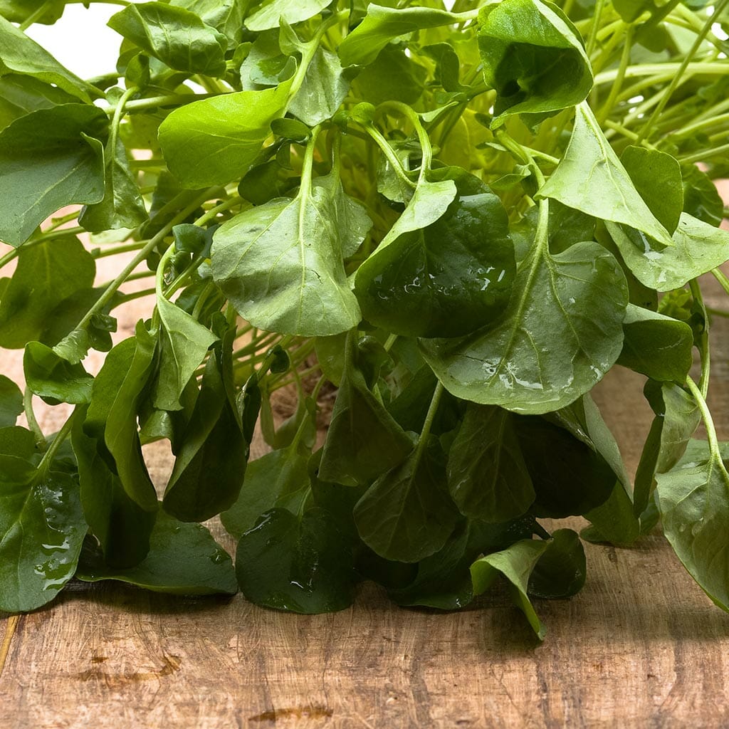 CRESS - Upland - Barbarea verna