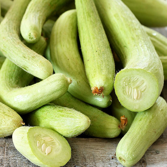 CUCUMBER - Armenian  - Cucumim melo v flexousus