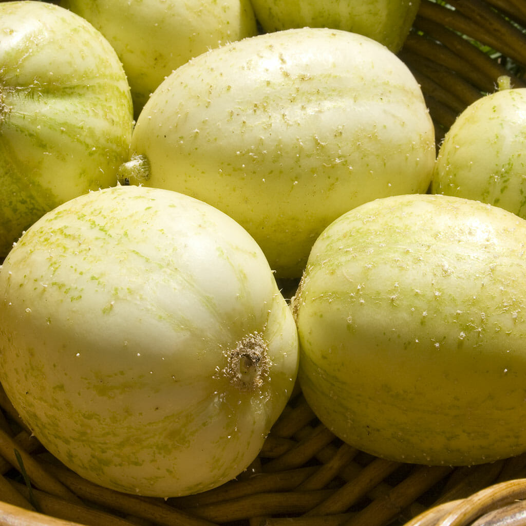 CUCUMBER - Crystal Apple - Cucumis sativus