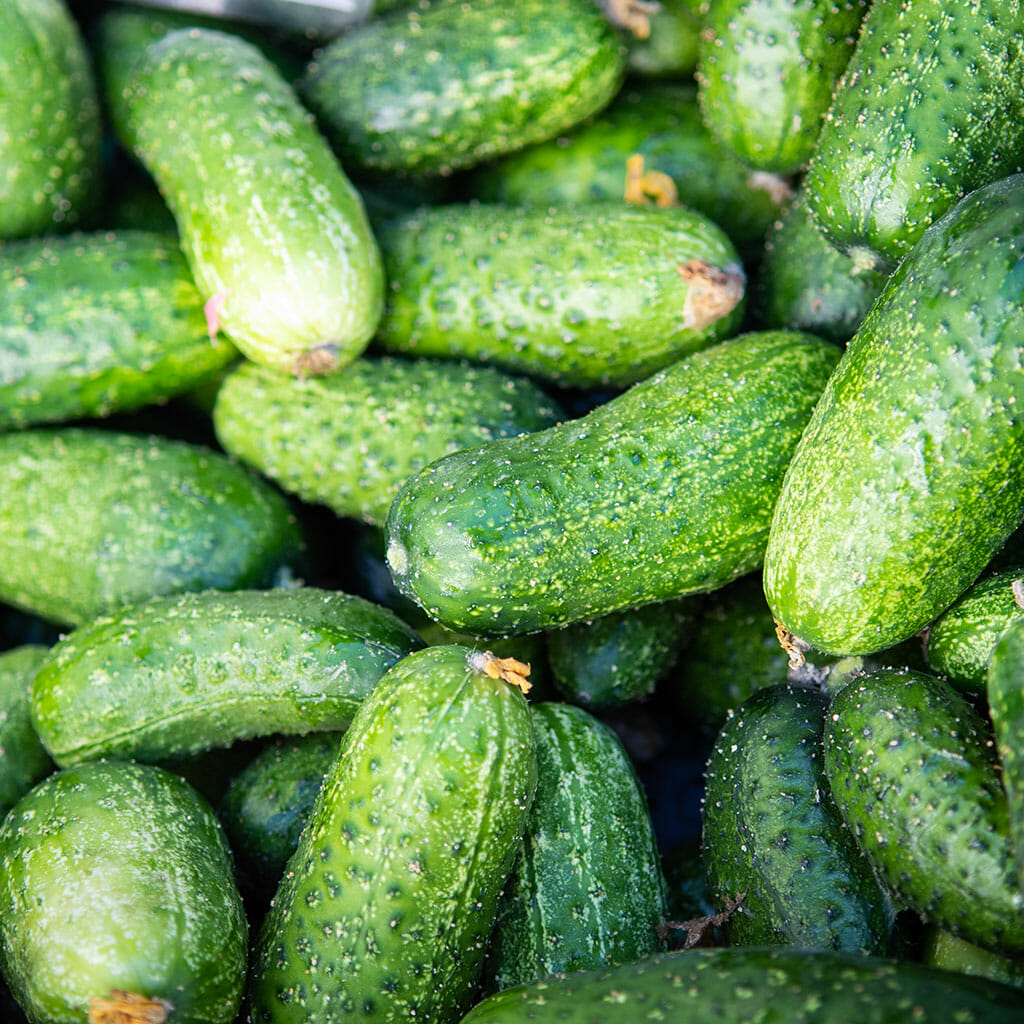 CUCUMBER - National Pickling - Cucumis sativus