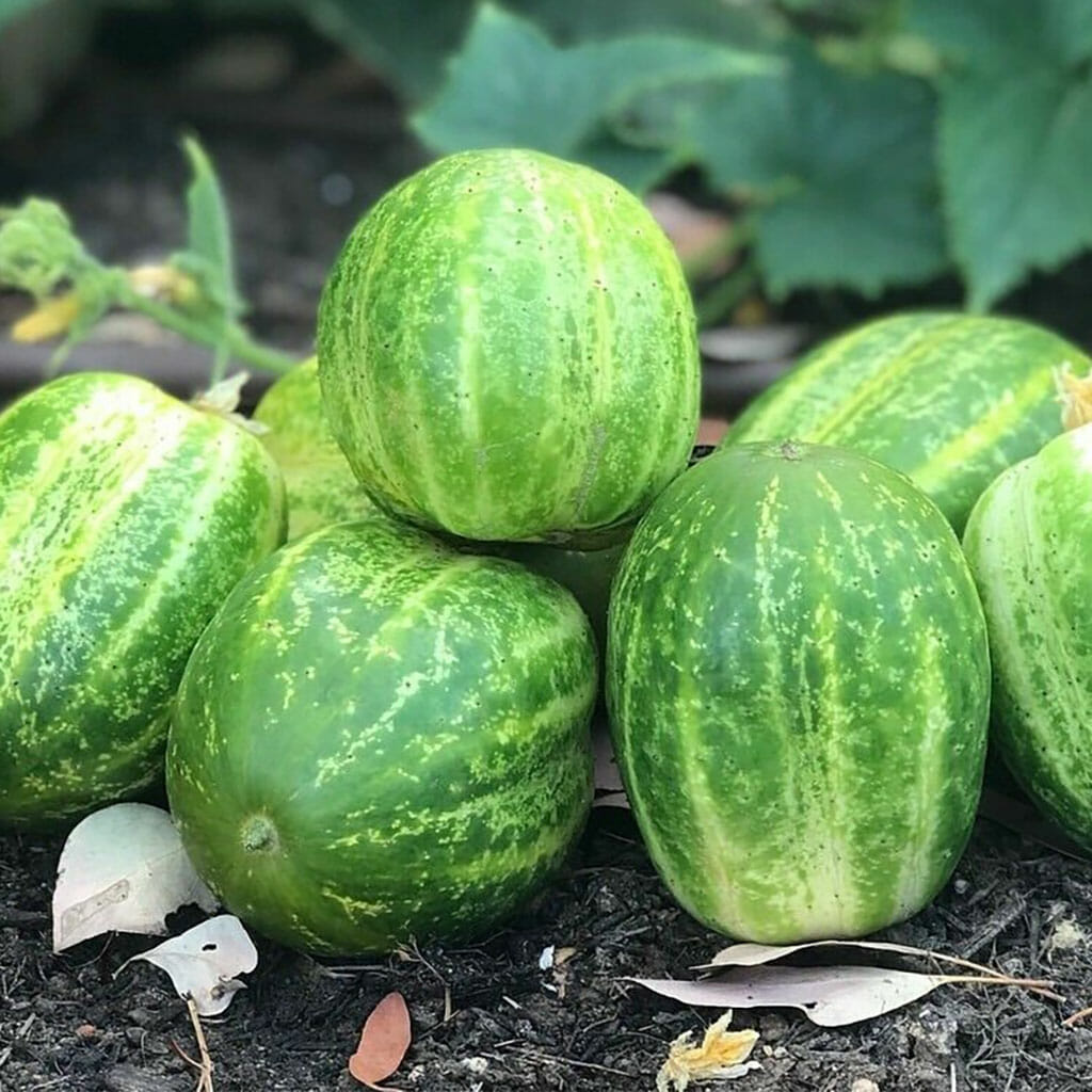 CUCUMBER - Richmond Green - Cucumis sativus