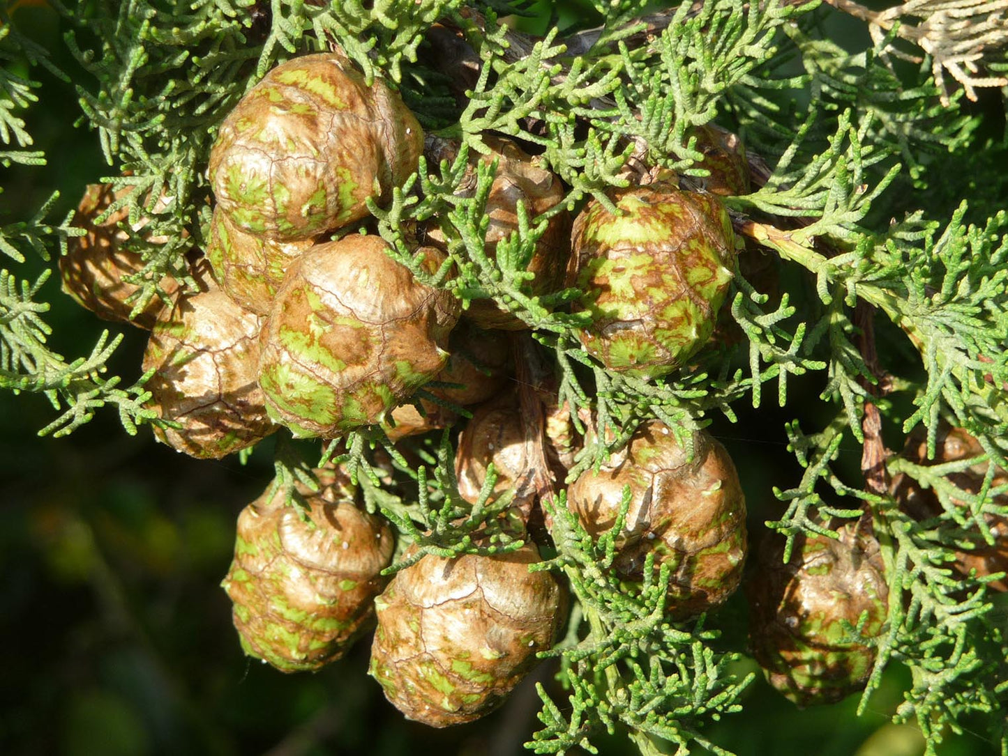 Cupressus sempervirens - Italian Cypress