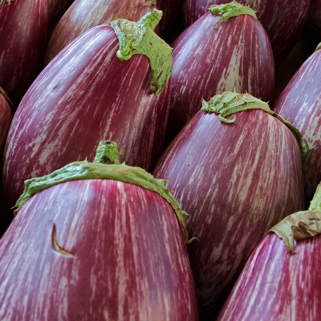 EGGPLANT - Galaxy of the Stars - Solanum melongena