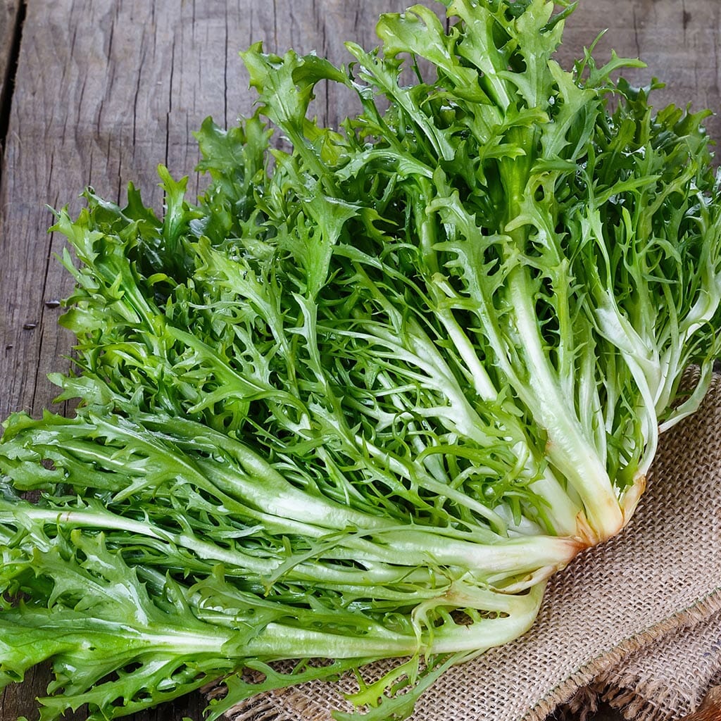 ENDIVE - Tres Fine Maraichere Olesh - Chicorium endivia
