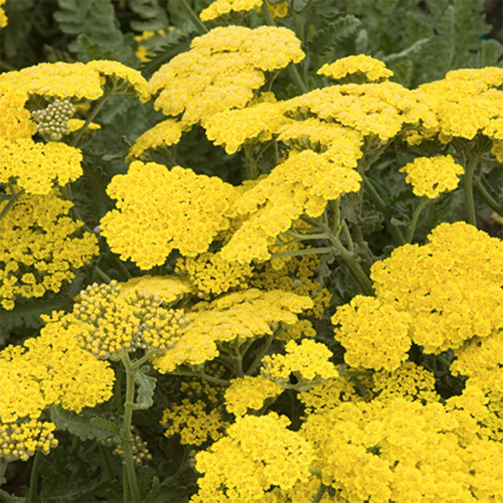 ACHILLEA - Golden Yarrow - Achillea filipendulina