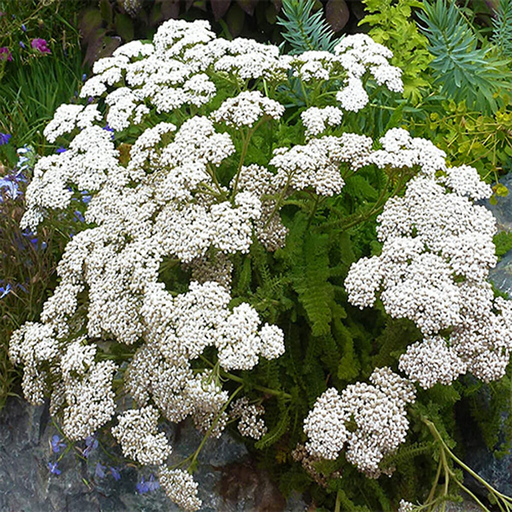 ACHILLEA - White Yarrow - Achillea millefolium
