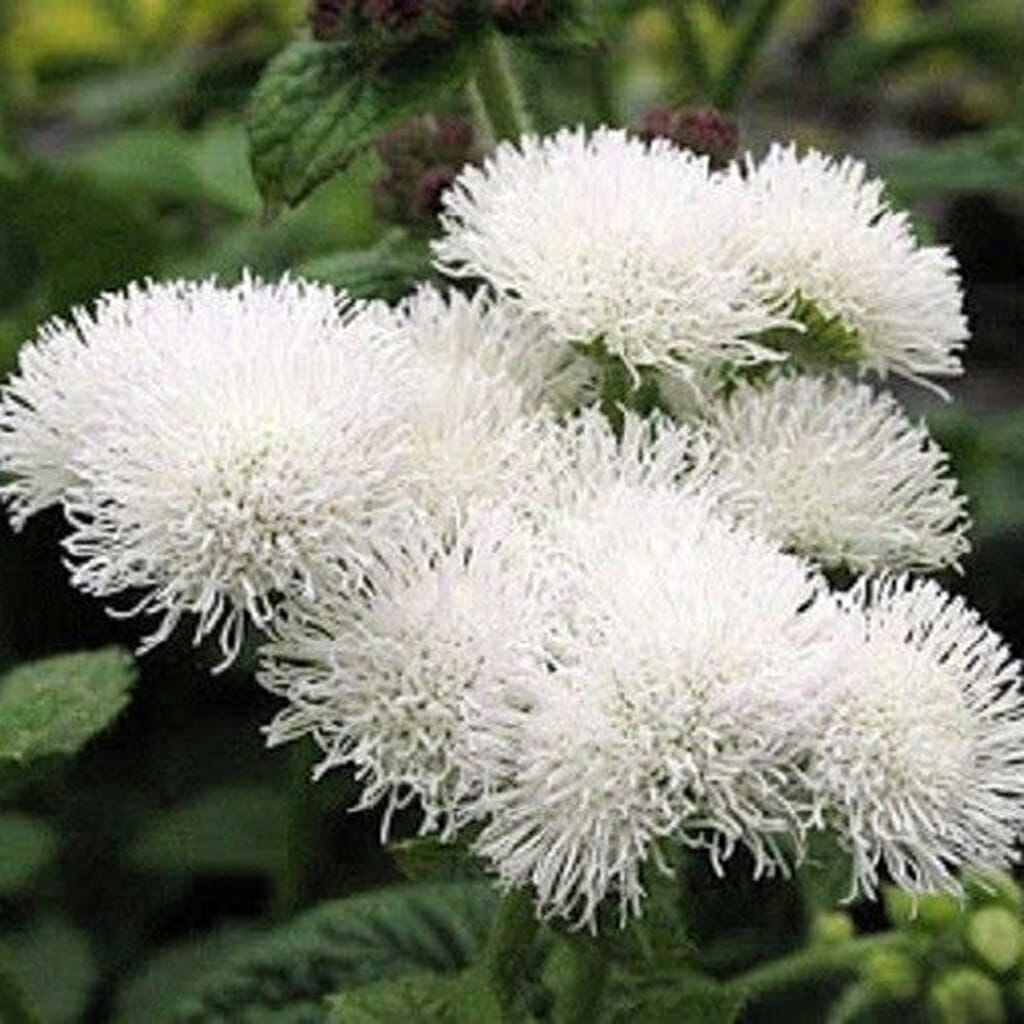 AGERATUM - Dondo White - Ageratum mexicanum