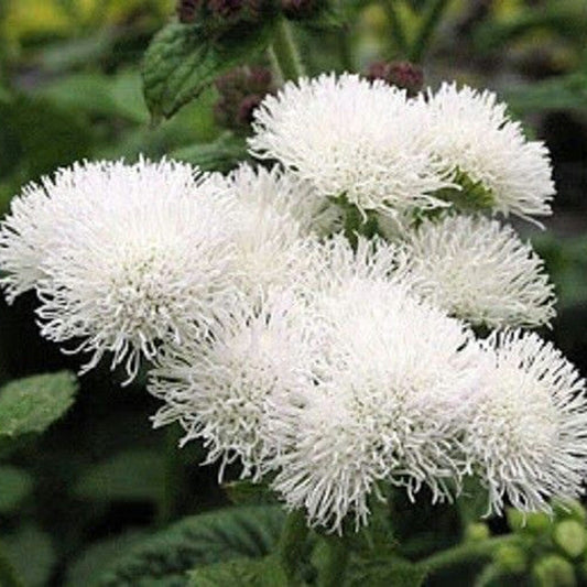 AGERATUM - Dondo White  - Ageratum mexicanum