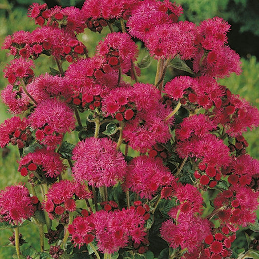 AGERATUM - Red Flint  - Ageratum mexicanum