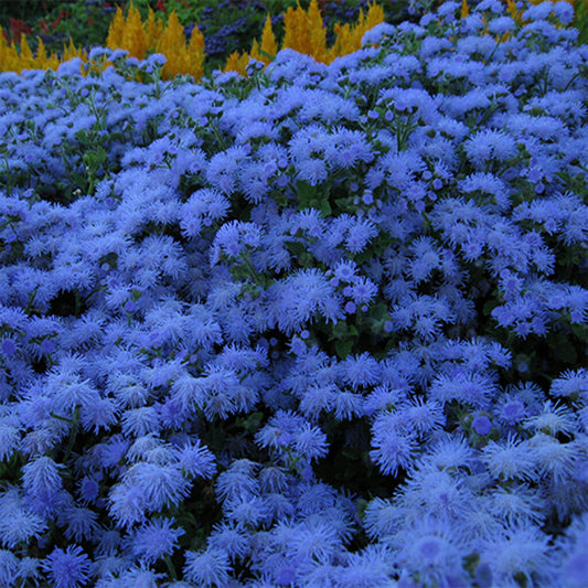 AGERATUM - Blue Ball  - Ageratum mexicanum
