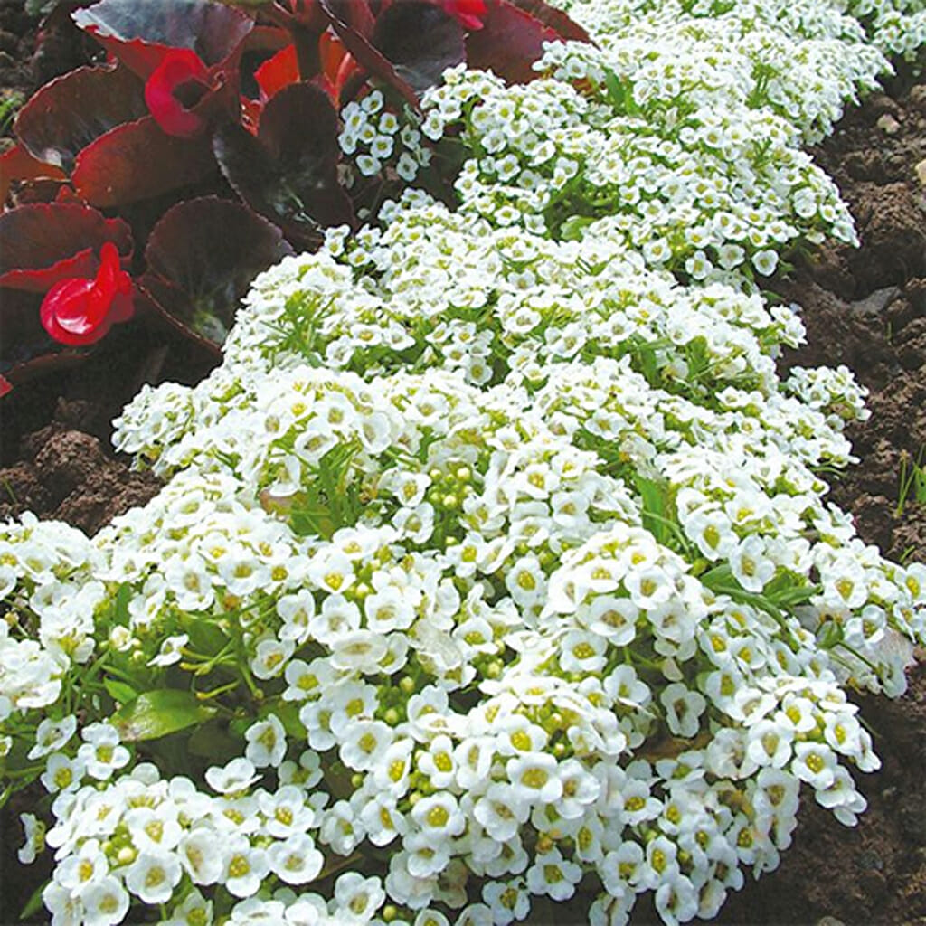 ALYSSUM - Carpet of Snow - Lobularia maritima