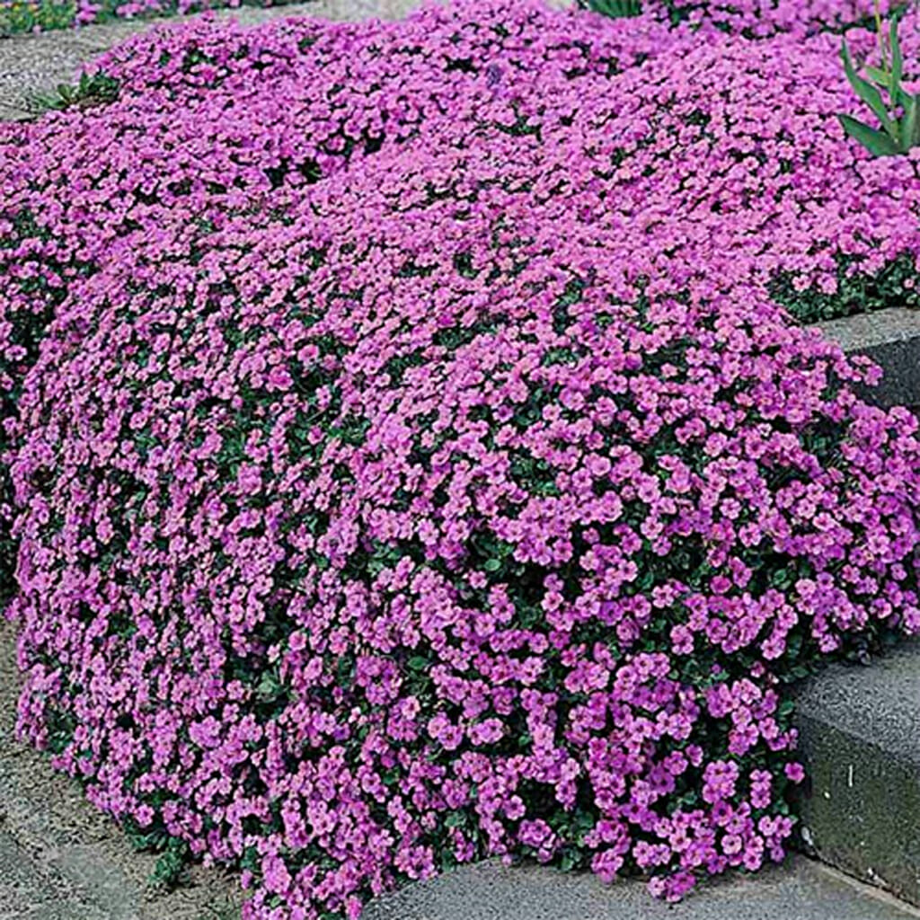 ALYSSUM - Royal Carpet - Lobularia maritima