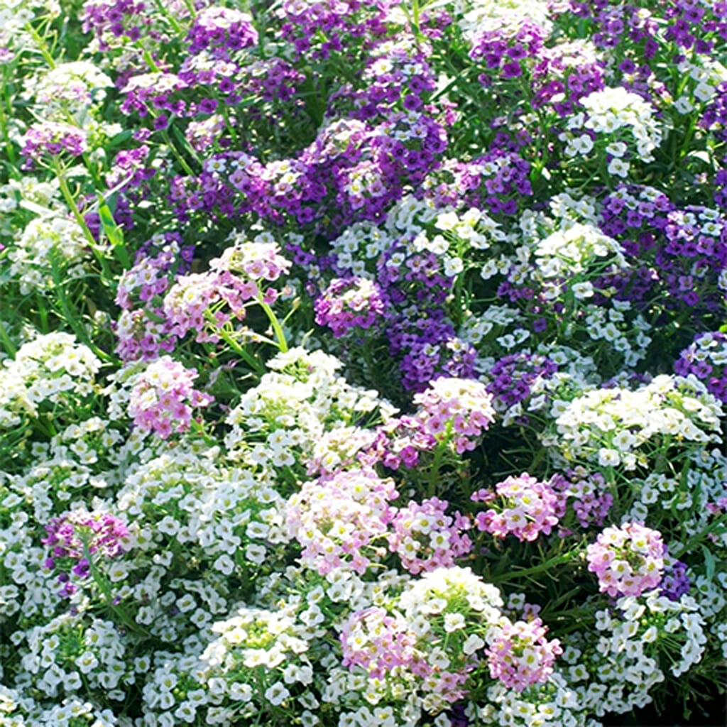 ALYSSUM - Magic Circles Mix - Lobularia maritima