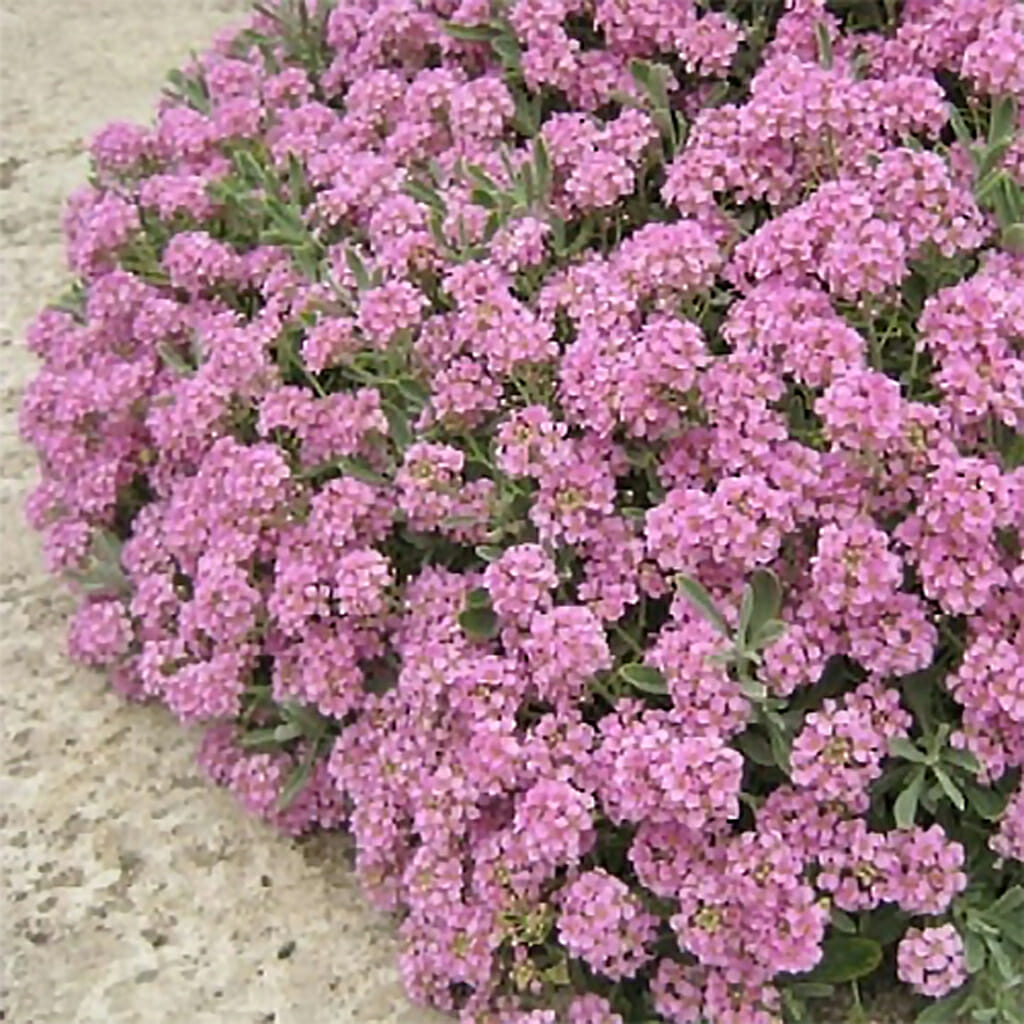 ALYSSUM - Easter Bonnet Deep Pink - Lobularia maritima