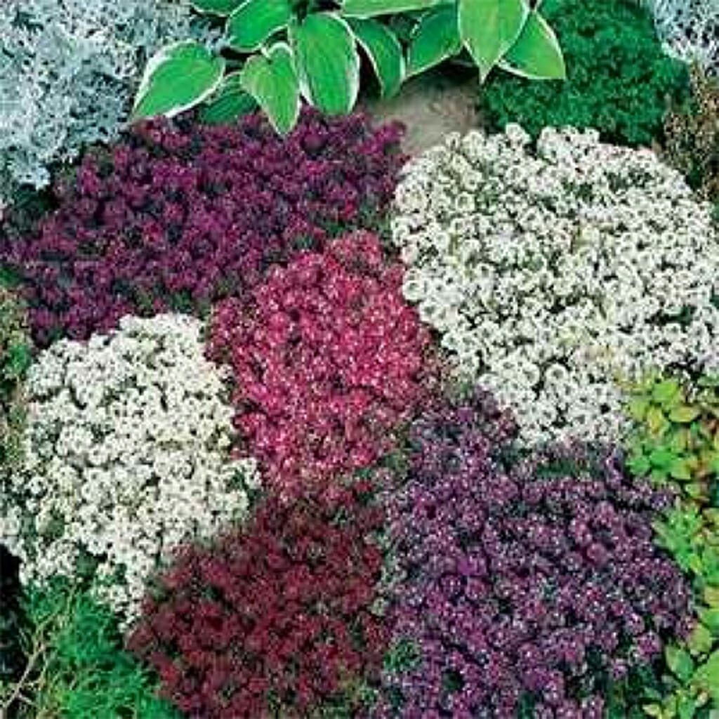 ALYSSUM - Easter Bonnet Form Mix - Lobularia maritima