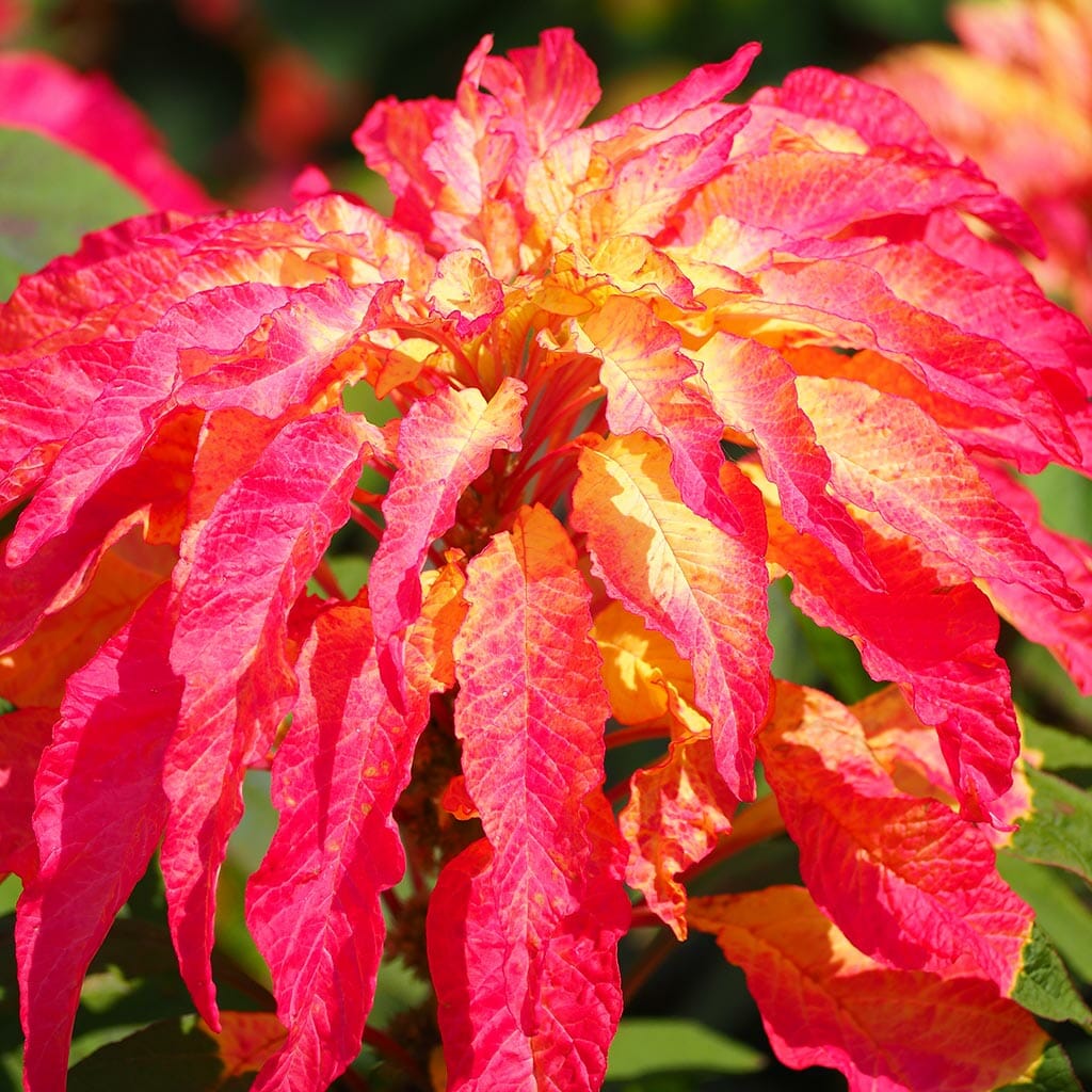 AMARANTH - Bicolor Ilumination - Amaranthus tricolor