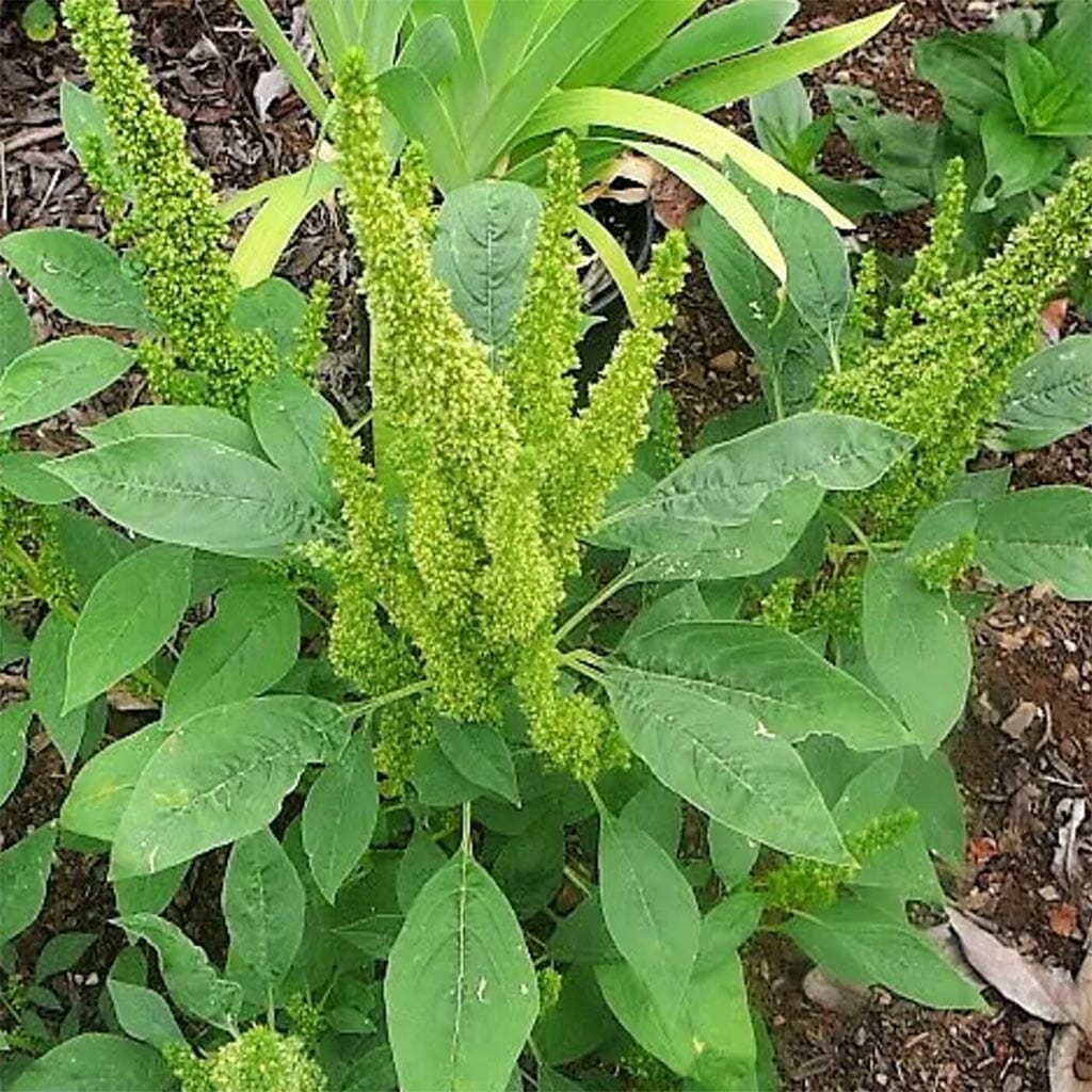 AMARANTH - Green Thumb - Amaranthus hypochondriacus