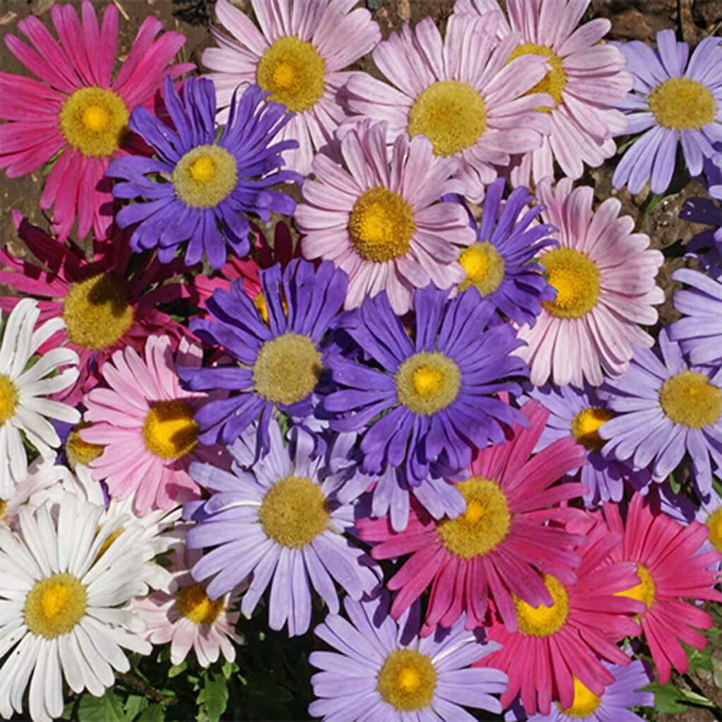 ASTER - Single Mixed - Callistephus chinensis