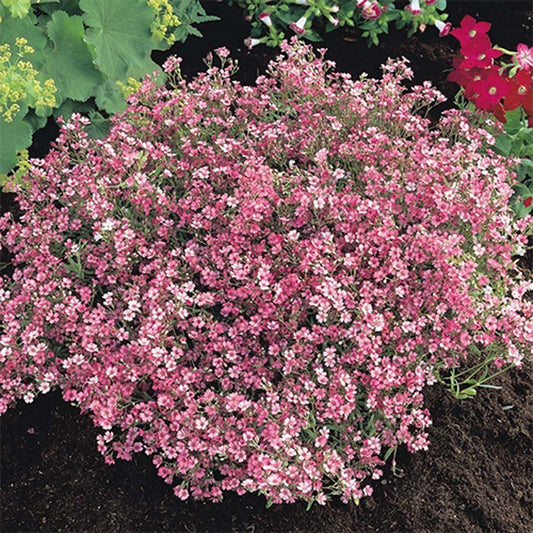 BABY'S BREATH - Deep Carmine  - Gypsophila elegans