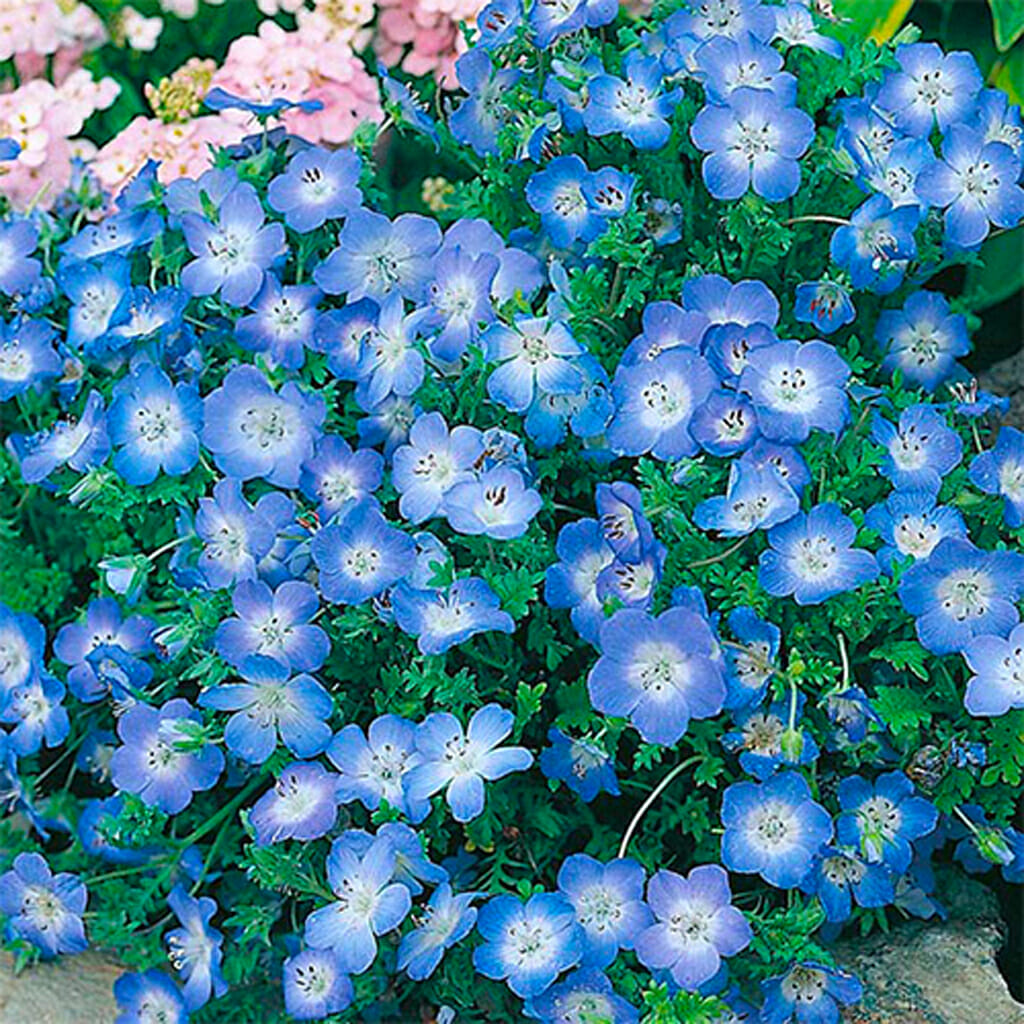 BABY BLUE EYES - - Nemophila menziesii